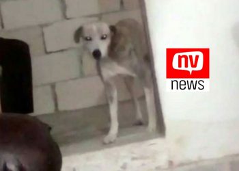 Homem mata cachorro a facadas no ES