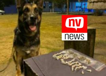 PM apreende drogas com ajuda do cão Joy no bairro de Fátima em São Mateus