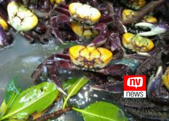 Caça e venda de caranguejo estão proibidas nesta semana no ES