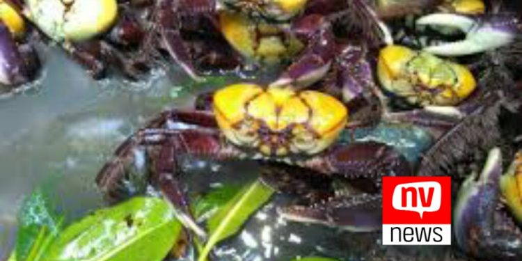 Caça e venda de caranguejo estão proibidas nesta semana no ES