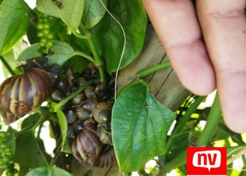Agricultores pedem socorro contra caramujos africanos no interior de São Mateus