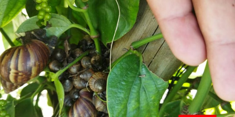 Agricultores pedem socorro contra caramujos africanos no interior de São Mateus