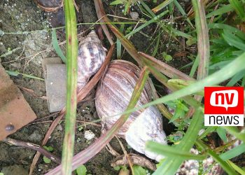 Prefeitura de Jaguaré realiza palestra sobre infestação de caramujo africano