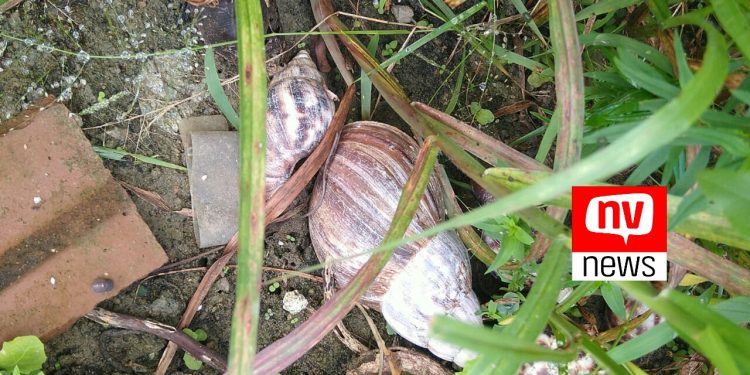 Prefeitura de Jaguaré realiza palestra sobre infestação de caramujo africano