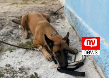 Suspeito foge de abordagem más Akira, K9 do 13º BPM localiza bolsa contendo crack em zona rural de São Mateus