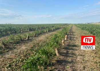 Frio prejudica plantações e produtores do ES têm perdas milionárias