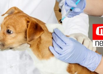 Agosto Verde: mês de prevenção a leishmaniose em Jaguaré