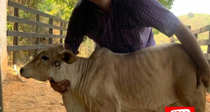 Seca gera prejuízos para criadores de gado no sul do Espírito Santo