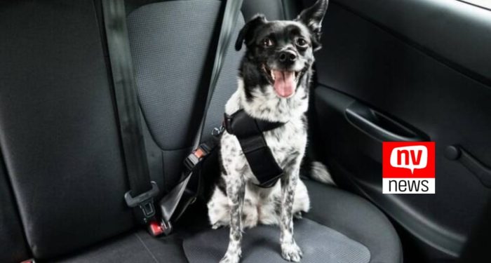 Como transportar cachorro no carro? Entenda o que diz o Código de Trânsito Brasileiro