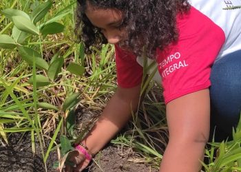 Mil mudas de árvores nativas da Mata Atlântica são plantadas em Pedro Canário