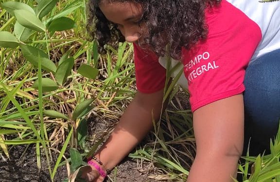 Mil mudas de árvores nativas da Mata Atlântica são plantadas em Pedro Canário