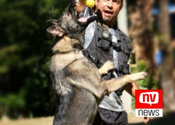 Coronel Merigueti, o pioneiro no treinamento de cães para os bombeiros do ES