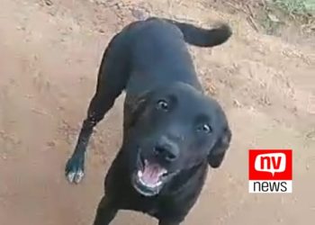 Programa de proteção animal do Espírito Santo será lançado no próximo domingo (6)