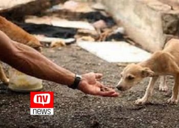 Projeto cria ficha suja para quem maltratar animais no ES