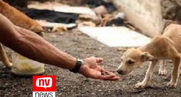 Projeto cria ficha suja para quem maltratar animais no ES