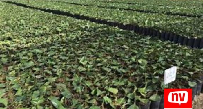 Programa Mais Café: Abertas as inscrições para a segunda fase de doação de mudas de café conilon em São Gabriel da Palha