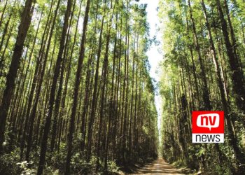 Projeto bilionário da Suzano financiado pelo BNDES prevê plantio de eucalipto no ES