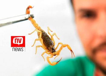 Atenção! Número de acidentes com escorpiões aumenta em Jaguaré