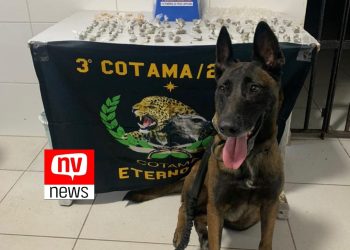 Operação em Interlagos: Cão Farejador encontra drogas em área de mata, mas suspeitos fogem