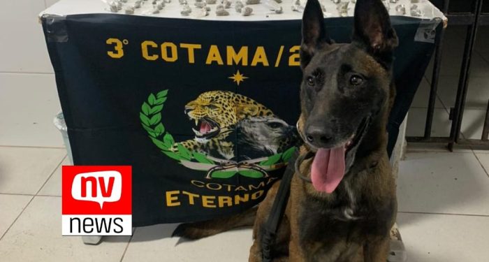 Operação em Interlagos: Cão Farejador encontra drogas em área de mata, mas suspeitos fogem