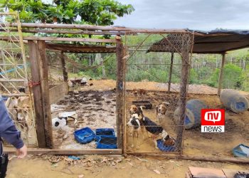 Polícia resgata 80 cães e prende homem por maus-tratos no interior do ES