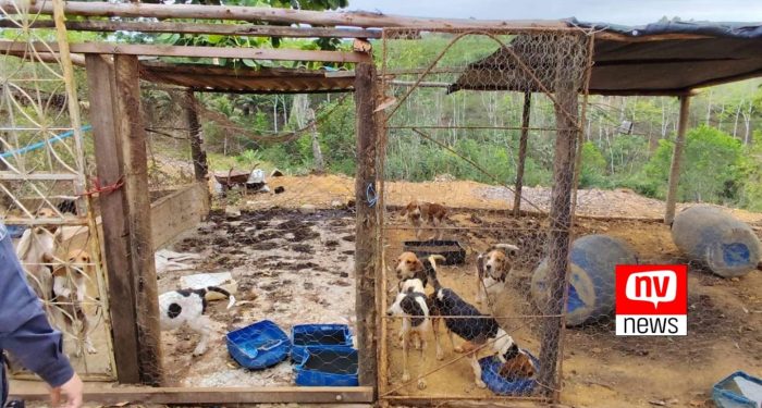 Polícia resgata 80 cães e prende homem por maus-tratos no interior do ES