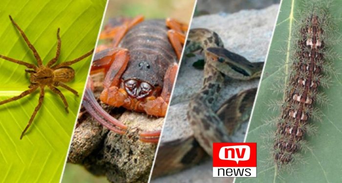 Prefeitura de Jaguaré orienta sobre cuidados com picadas de animais peçonhentos