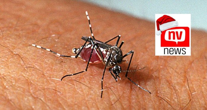 Prefeitura alerta para período de reprodução do mosquito da dengue em Jaguaré