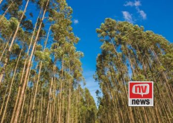 Tragédia no Campo: Trabalhador morre ao ser atingido por galho de eucalipto no Noroeste do ES