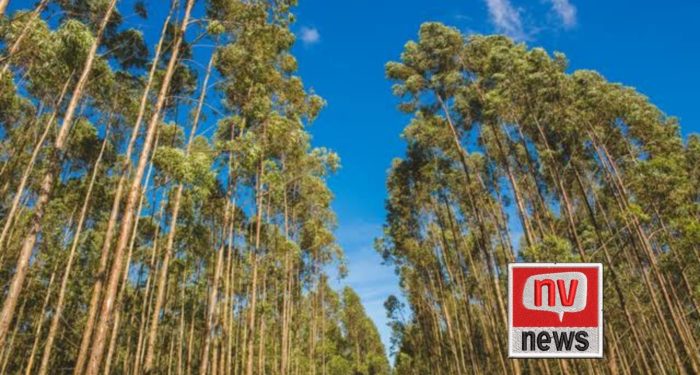 Tragédia no Campo: Trabalhador morre ao ser atingido por galho de eucalipto no Noroeste do ES