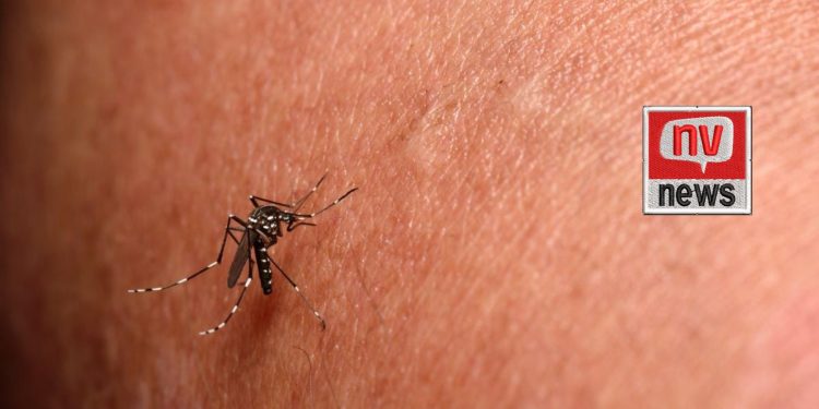 Jaguaré decreta situação de emergência para combater chikungunya
