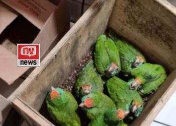 MPF denuncia organização criminosa por tráfico de animais silvestres em reserva do Espírito Santo