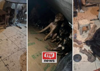 Mais de 20 cães são resgatados de situação de maus-tratos em São Mateus