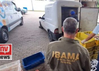 Ibama apreende mais de 7 toneladas de peixes e frutos do mar em São Mateus