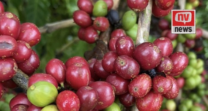 Jaguaré tem 15 cafés especiais na final do Concurso de Qualidade do Café Conilon