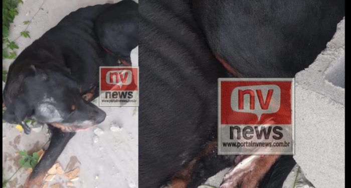 Cão atropelado agoniza há horas sem socorro na barragem e moradores denunciam omissão do poder público em Montanha