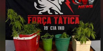 Força Tática descobre plantação de maconha no quintal de residência após perseguição em Pinheiros